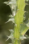 Nodding plumeless thistle